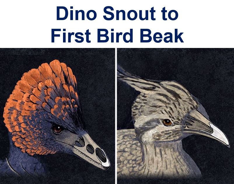 Dino snout to first bird beak