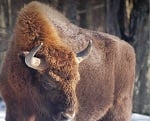 European Bison thumbnail