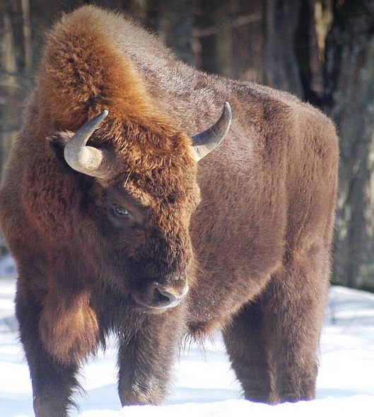 European Bison