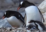 Gentoo Penguins thumbnail