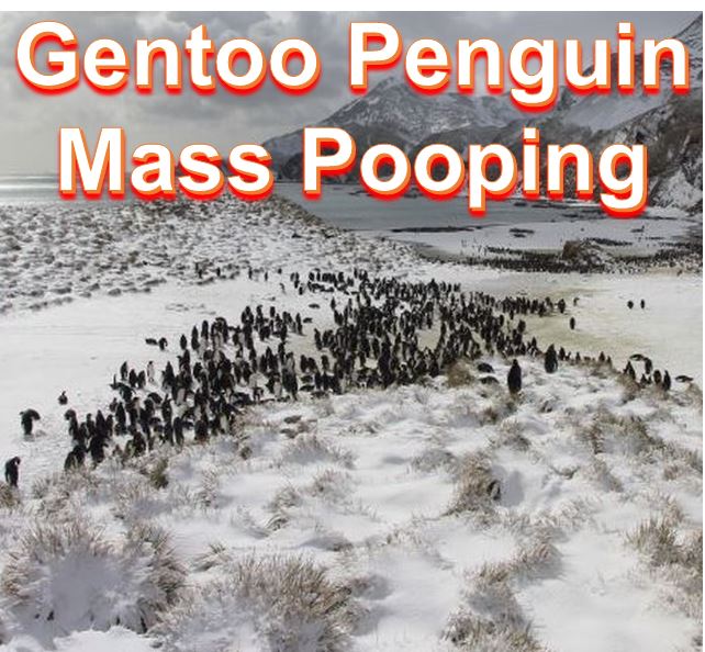 Gentoo penguin mass pooping gathering