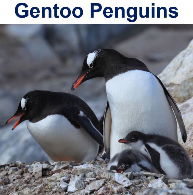 Gentoo penguins