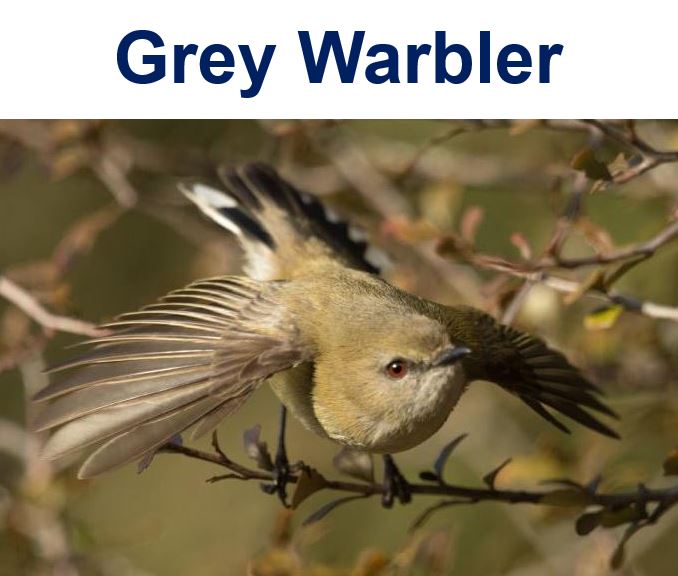Grey Warbler