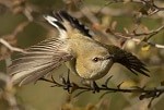 Grey Warbler thumbnail