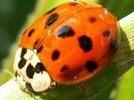 Harlequin ladybird on leaf