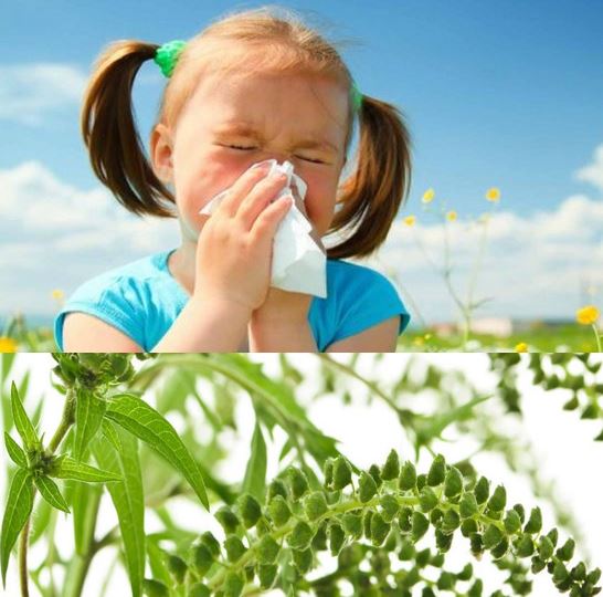 Hay fever ragweed