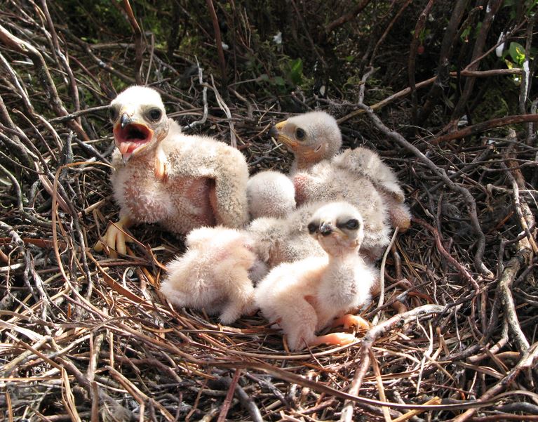 Hen harrier chicks in a nest