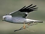 Hen harrier