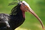 Ibis