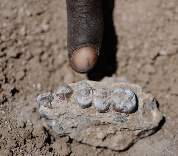 Jaw new ancient human species