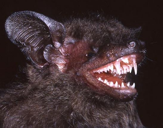 Long fanged bat