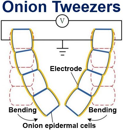 Onion Tweezers