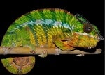 Panther Chameleon thumbnail