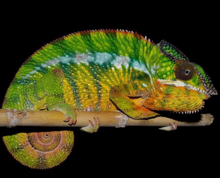 Panther Chameleon