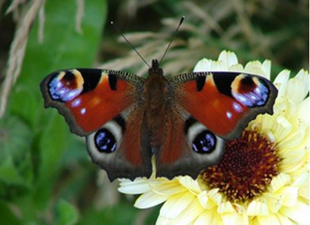 Peacock butterfly