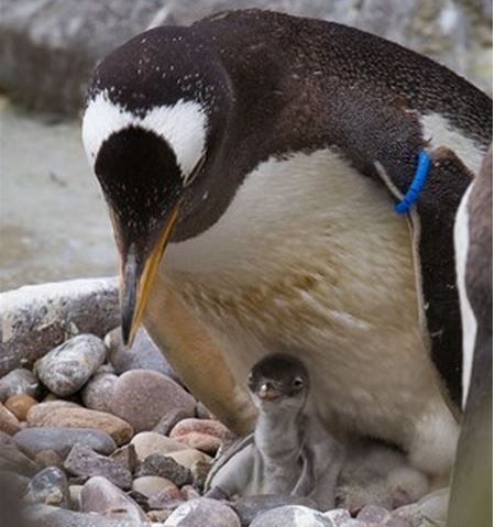 Penguin chick