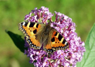 Small Tortoiseshell