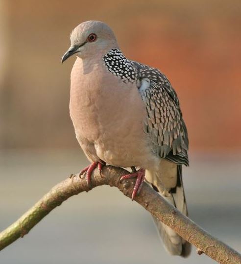 Spotted dove