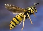 Wasp thumbnail