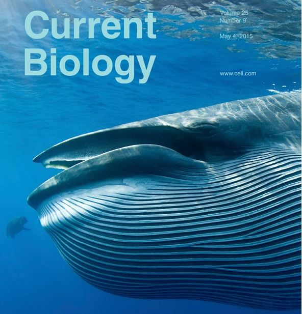 whale current biology