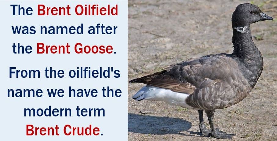 Brent Crude - came from the name Brent Goose