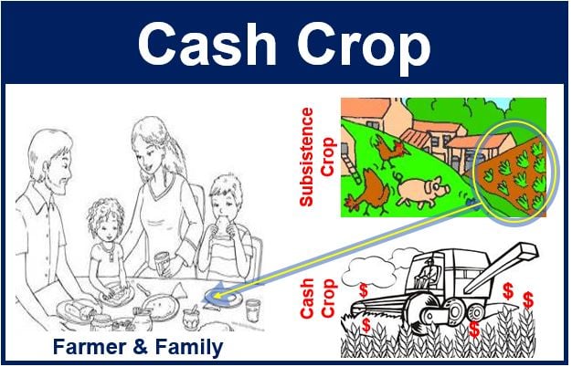 Cash Crop