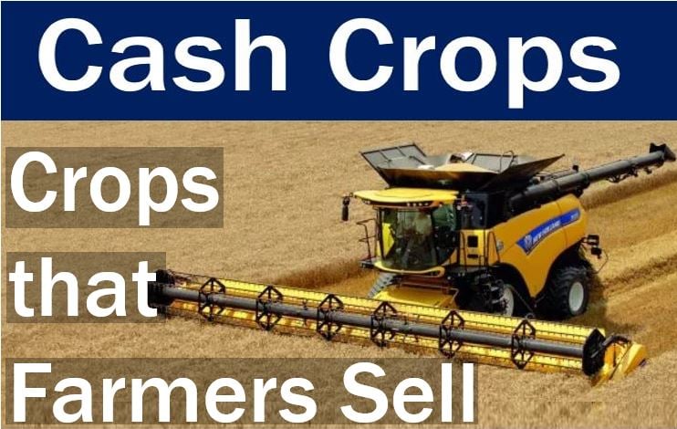 Cash crops - crops that farmers sell
