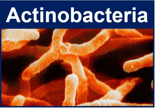 Actinobacteria