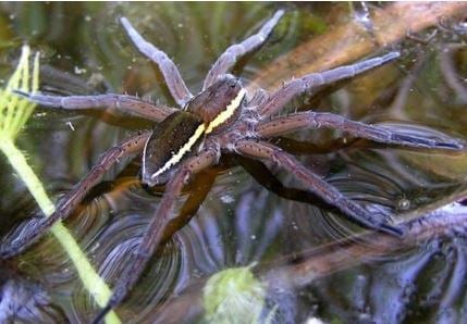 Fen Raft Spider picture