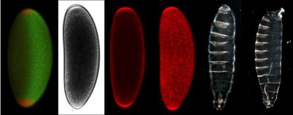 Fruit fly embryo