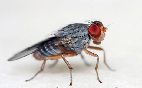 Fruit fly picture