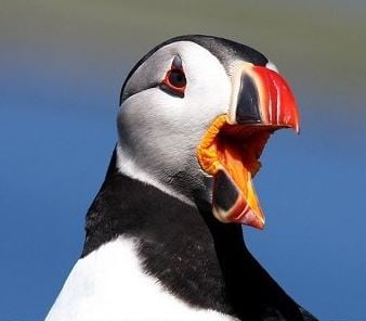 Puffin picture