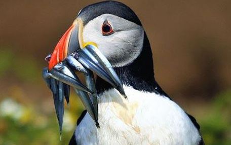 Puffin  BTO - British Trust for Ornithology