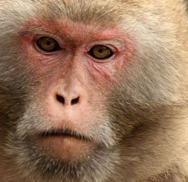 Rhesus monkey