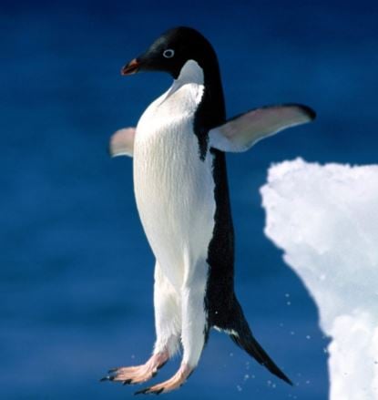 Adelie Penguin jumping