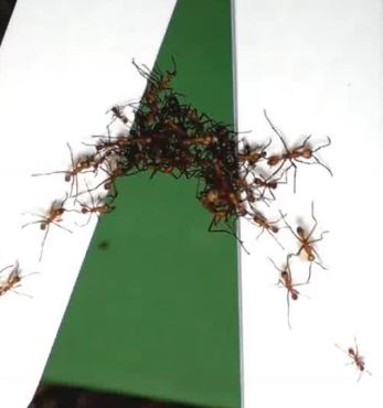 Army ants making living bridge