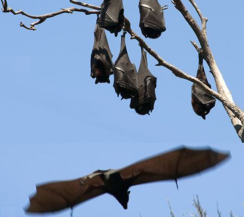 Bats flying and upside down