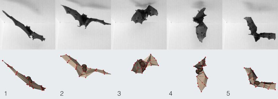 Bats land upside down