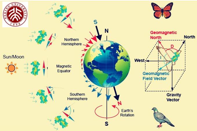 Biological compass