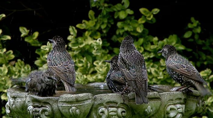 Bird bath starlings