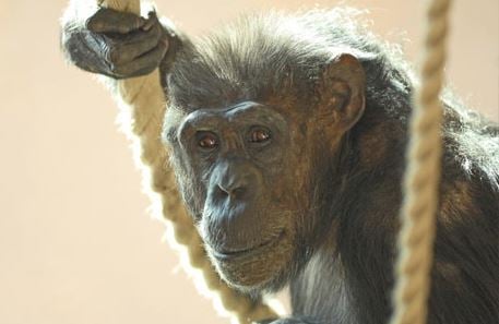 Chimpanzee Edinburgh Zoo