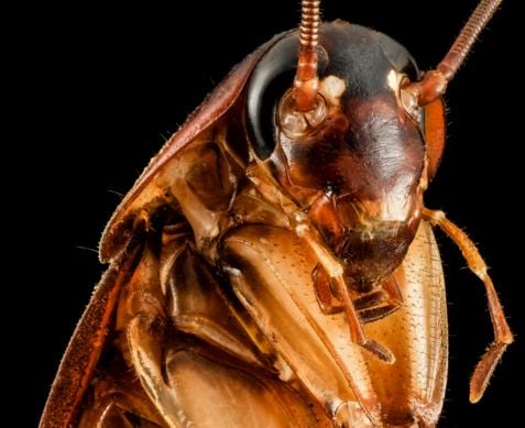 Cockroach closeup