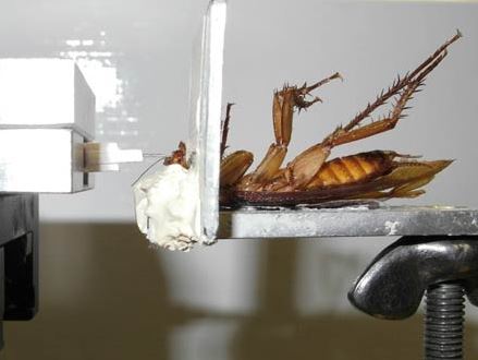 Cockroach experiment