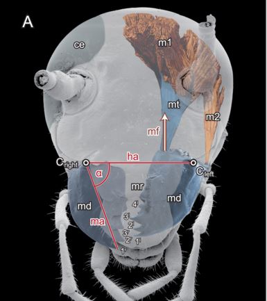 Cockroaches and their mandibles