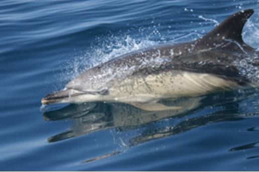 Common Dolphin