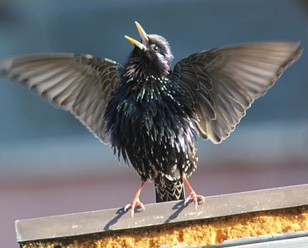 Common Starling drowning