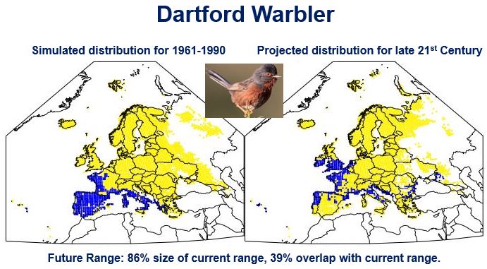 Dartford Warbler