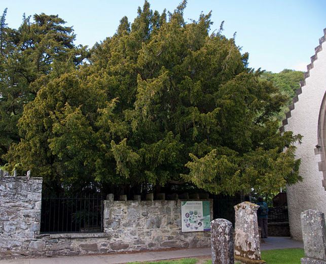 Fortingall Yew in Perthshire