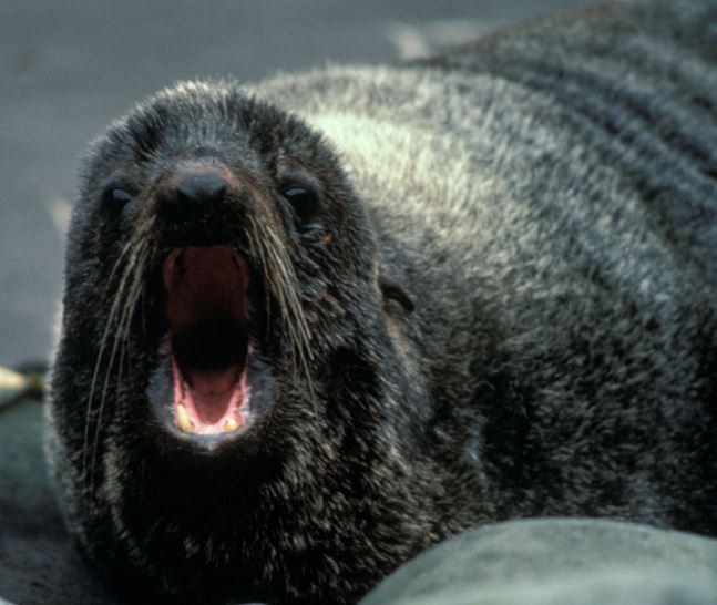 Fur seal bite can be extremely dangerous