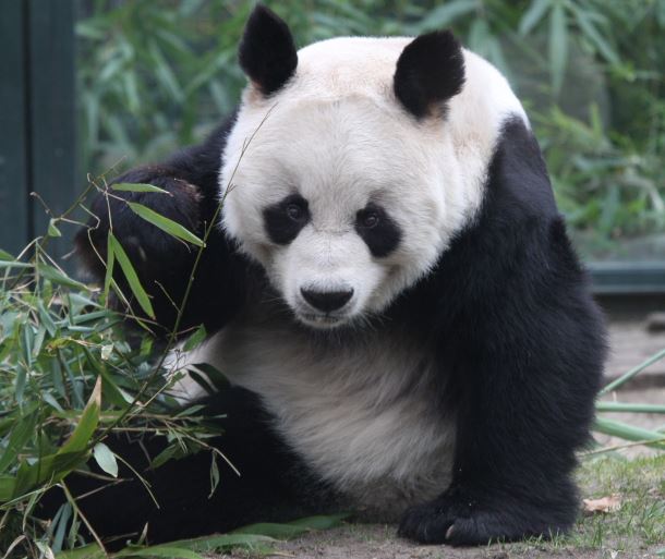 Giant Panda